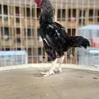 ديك كوشامو قزم ( تم البيع )
