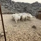 الشميسي طريق الخواجات قبل حوش الجابري يسار
