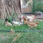 بيض بلدي طازج من مزارعنا خاص للاكل دجاج يسرح