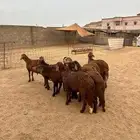 طليان سواكن حمري شحم مربا.