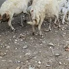 ضان مقاني