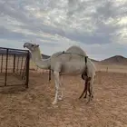 خلفه شاق هديه تحتها قعود الموقع شمال حلبان