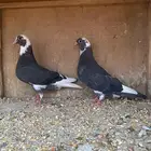 هجارس