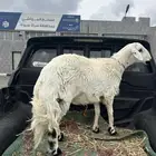 خروف جذع كفو للبيع