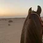 رحلات خيل