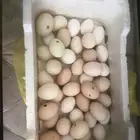 للبيع دجاج بياض متنوع فواتح عدد 40 و6 ديوك