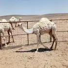 لبيع حشو