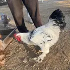 دجاج براهما للبيع