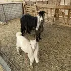 اربعه عروض طيبه وحلال طيب