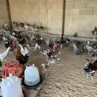 طبق بيض دجاج بلدي ماكنتوش و بوران