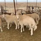 حري ذبائح مناسبات ذبايح ثلاجه يوجدصلخ وتوصيل