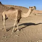 ضروبه كفو