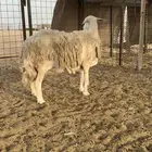 حايل فل شحم