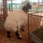 خروف نعيمي