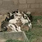 أرانب الأعمار متفاوته