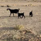 معزاءولد