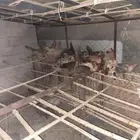 دجاج  بلدي