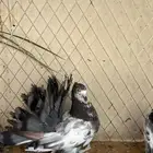 زوج حمام رقاص هندي شباب