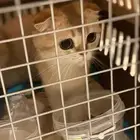 توصيل و نقل القطط و الطيور و الحيوانات