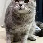 لتتبني قطط ذكر