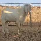 تيس هولندي ابيض شرط