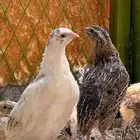 سمان