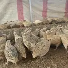للبيع صوص سمان