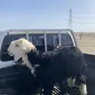 رخل وطلي. السمن وسط للبيع.
