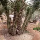 فروخ صقعي وخلاص من المالك مباشره