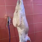 ذبايح حري طليان حري رخال حري جدة طريق بريمان بجوار المخيمات