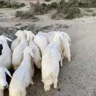 ذبايح معا الذبح والتوصيل