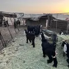 تيوس