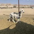 طلي مغلق العمر 6 شهور الموقع طريق نساح