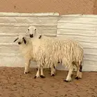 رباع معها رخل ودافع