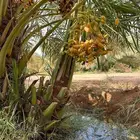 صقعي القصيم