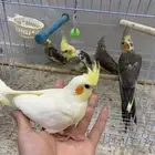 فروخ كروان هدد( البينو لاتينو هولندي