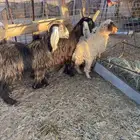 عروض مختلفه حلال طيب