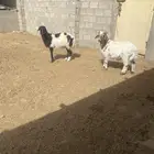 طلي ورحل للبيع