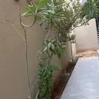 شجر ياسمين هندي وجاتروفا اللي يبيها مجانا  يجي يأخذها