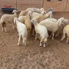 بهم طليان ورخال