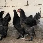طقم براهما اسود صك