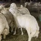 حري ذبايح ثلاجه ذبائح مناسبات يوجد صلخ وتوصيل