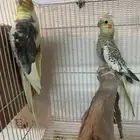 زوج كروان منتج