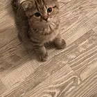 قطه