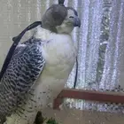 مطلوب حر مثلوث