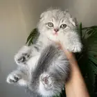 قطط كيتن سكوتش للبيع