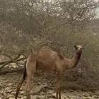 قعود لباني العمر 5 شهور