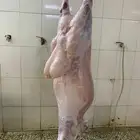 ذبايح حري ذبائح وتوصل الى جميع احياء جده