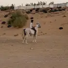 حصان شعبي للبيع البيع قريب