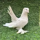 كرنقو انثى ليمون - تم البيع